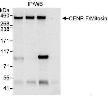 Rabbit anti-CENP-F/Mitosin Antibody