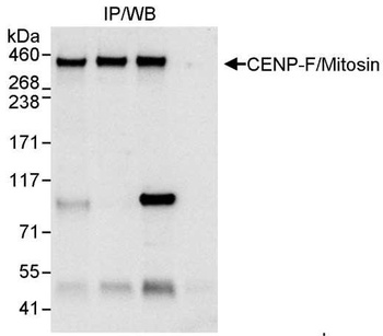 Rabbit anti-CENP-F/Mitosin Antibody