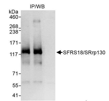 SFRS18/SRrp130 Antibody