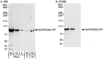 NUFIP2/82-FIP Antibody