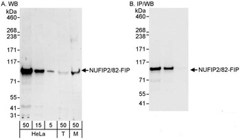 Rabbit anti-NUFIP2/82-FIP Antibody