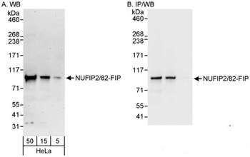NUFIP2/82-FIP Antibody