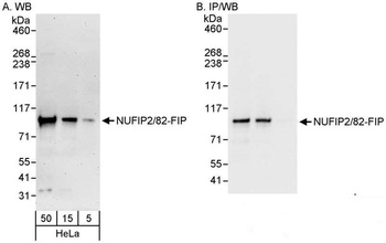 Rabbit anti-NUFIP2/82-FIP Antibody