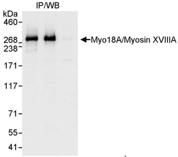 Rabbit anti-Myo18A/Myosin XVIIIA Antibody