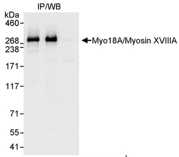 Rabbit anti-Myo18A/Myosin XVIIIA Antibody