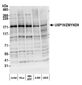 USP19/ZMYND9 Antibody