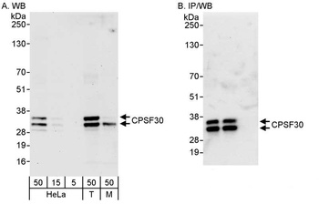 CPSF30 Antibody
