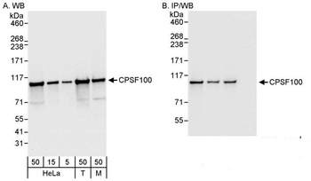 Rabbit anti-CPSF100 Antibody