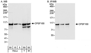 Rabbit anti-CPSF100 Antibody