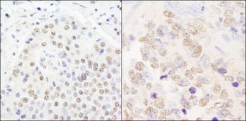 Rabbit anti-CPSF100 Antibody