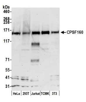 Rabbit anti-CPSF160 Antibody