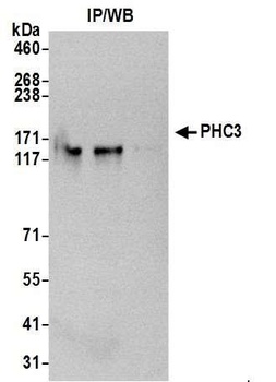 Rabbit anti-PHC3 Antibody
