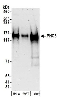 Rabbit anti-PHC3 Antibody