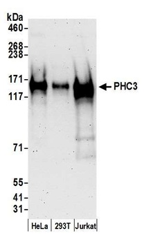 PHC3 Antibody