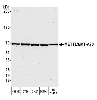 METTL3/MT-A70 Antibody