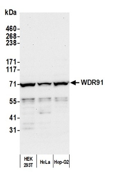 WDR91 Antibody