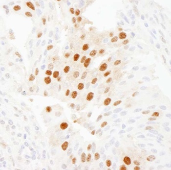 Rabbit anti-WDR77/MEP50 Antibody