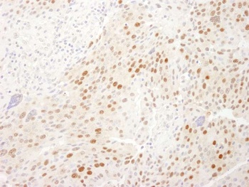 Rabbit anti-WDR77/MEP50 Antibody