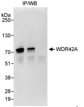 Rabbit anti-WDR42A Antibody