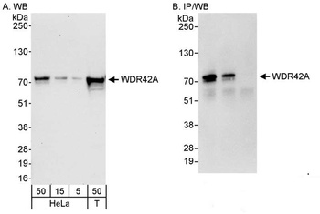 Rabbit anti-WDR42A Antibody