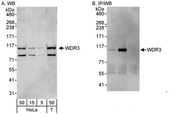 Rabbit anti-WDR3 Antibody