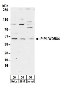 PIP1/WDR84 Antibody