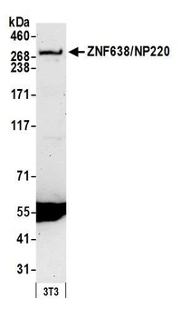 ZNF638/NP220 Antibody