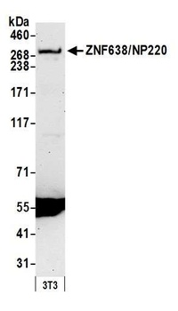 Rabbit anti-ZNF638/NP220 Antibody