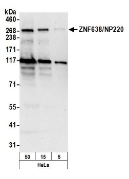 ZNF638/NP220 Antibody