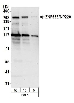 Rabbit anti-ZNF638/NP220 Antibody