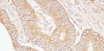 Rabbit anti-USP5/IsoT Antibody