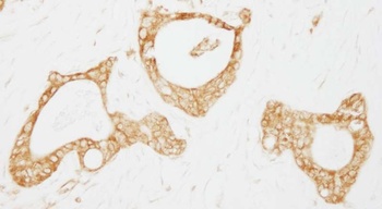 Rabbit anti-USP3 Antibody