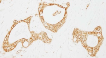 USP3 Antibody