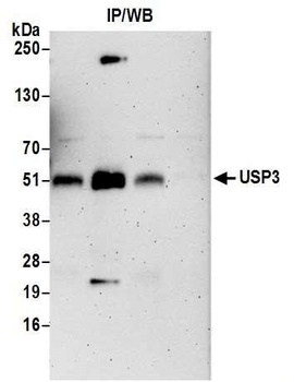 USP3 Antibody