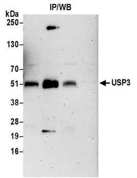 Rabbit anti-USP3 Antibody