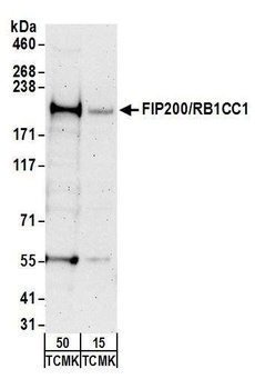 Rabbit anti-FIP200/RB1CC1 Antibody