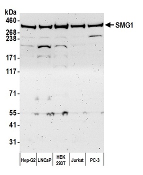 SMG1 Antibody
