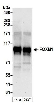 Rabbit anti-FOXM1 Antibody