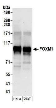 FOXM1 Antibody