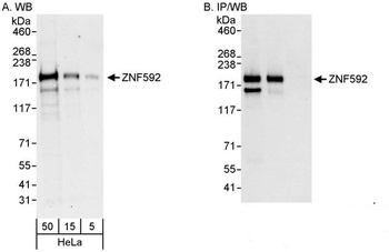 ZNF592 Antibody
