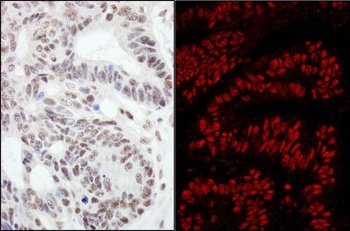 Rabbit anti-RanBP3 Antibody