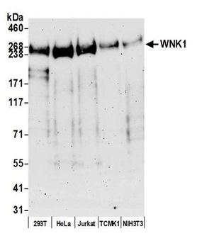 Rabbit anti-WNK1 Antibody