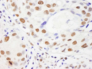 NUMA Antibody