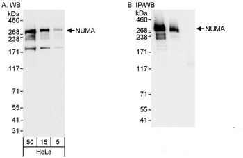Rabbit anti-NUMA Antibody