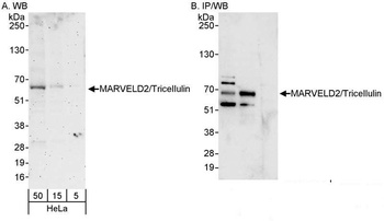 Rabbit anti-MARVELD2/Tricellulin Antibody