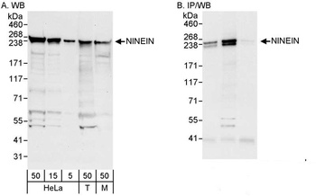 Rabbit anti-Ninein Antibody