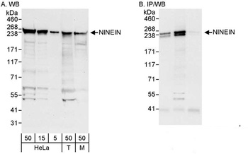 Ninein Antibody