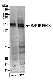 MAP4K4/HGK Antibody