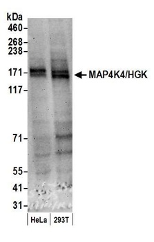 Rabbit anti-MAP4K4/HGK Antibody