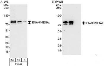 Rabbit anti-ENAH/MENA Antibody
